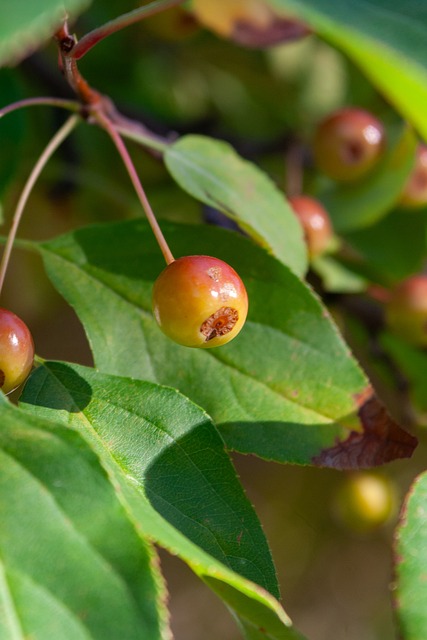 F1大结局解析：诺里斯末站拿到第三或以上即可锁定车手总冠军